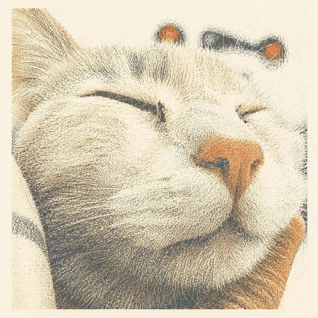 Luca's cat, Perla